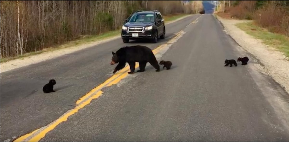Die Polizei half der Bärenfamilie, die Straße zu überqueren. Ihre Freundlichkeit rettete das Leben eines Bärenjungen!