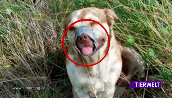 Der Hund wurde mit Klebeband um die Schnauze zum Sterben zurückgelassen – bis die Arbeiter ihn finden