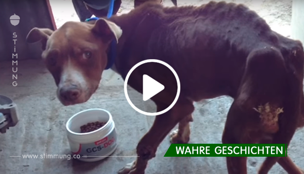 Der Besitzer „vergaß“ seinen Hund zu füttern – schau dir dessen wunderbare Verwandlung eine Woche später an