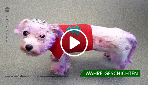 Der Hund verstarb beinahe, weil der Besitzer sich dafür entschlossen hatte, sein Fell zu färben