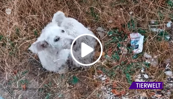 Der heimatlose Hund wartet neben der Straße darauf zu sterben – doch ein Autofahrer bemerkt ihn