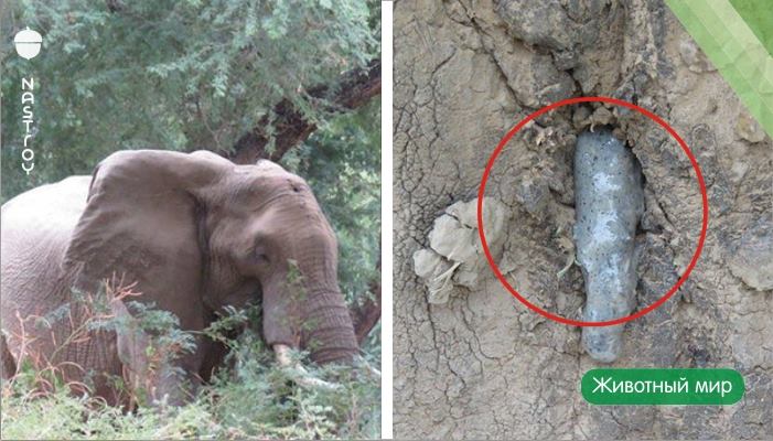 Vom starken Schmerz schlug der Elefant mit Kopf über Bäume. Die Ursache seines Leidens war schrecklich!