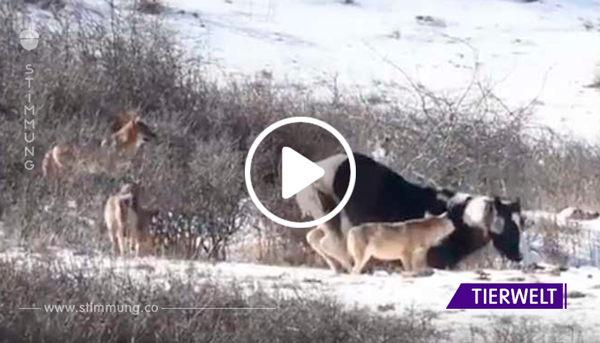 Pferd läuft in der Wildnis einem Pack Wölfe über den Weg – doch mit dieser Reaktion hätte niemand gerechnet