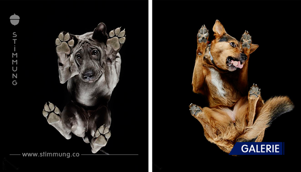 Dieser Fotograf zeigt Ihnen echte „Underdogs“ durch Hunde von unten zu fotografieren! Cool!