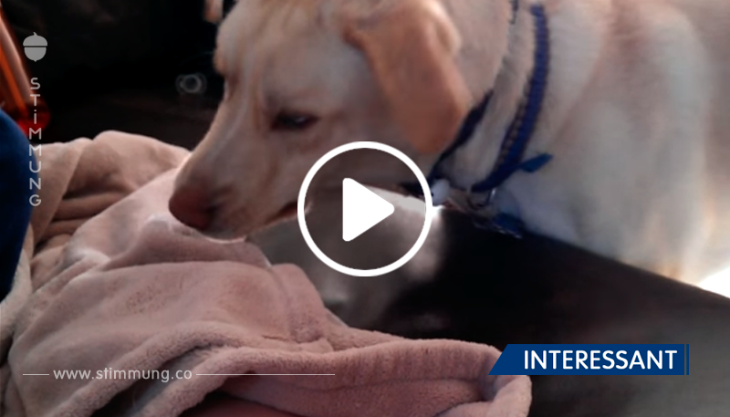 Hund wickelt das schlafende Baby in eine Decke ein – und es ist einfach unglaublich süß!