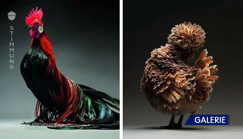 Fotografen stellen die 20 schönsten Hühner der Welt vor.