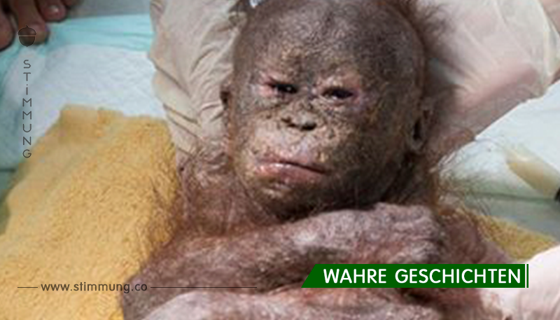 Baby Affe wird „mumifiziert“ in einer Pappschachtel entdeckt – sehen Sie seine unglaubliche Verwandlung