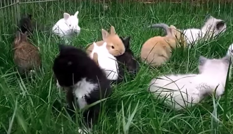 Video: 3 Kätzchen, die sich für Häschen halten.