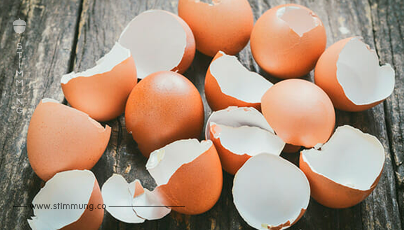 9 Gründe, warum Sie Eierschalen nicht gleich in den Müll werfen sollten