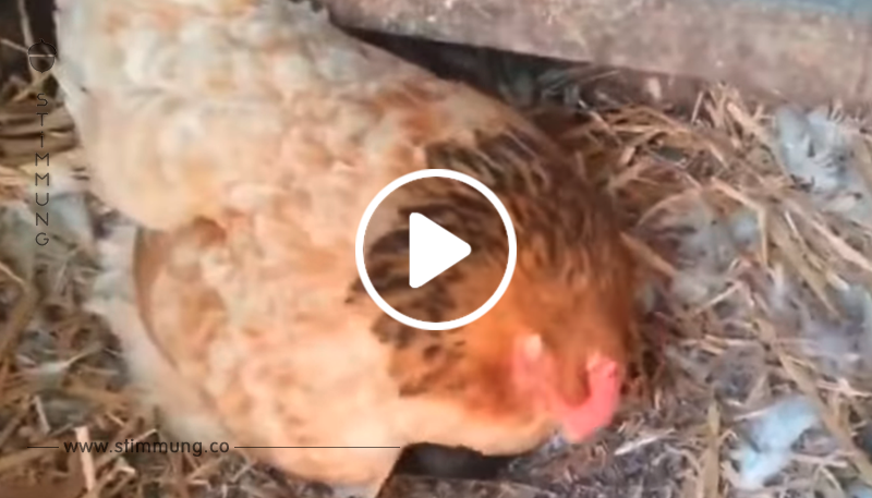Der Bauer bemerkt, dass die Henne sich eigenartig benimmt – bis er sieht, was sie versteckt