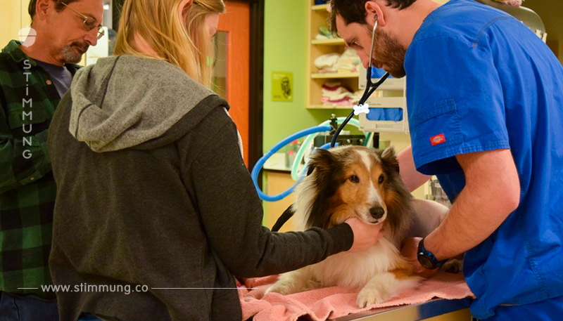 Der Hund ist gelähmt und soll eingeschläfert werden – dann entdeckt der Tierarzt etwas hinter dem Ohr