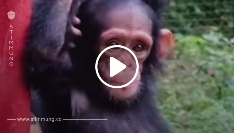 Niemand durfte den Schimpansen angreifen, bis er endlich spürte, was wahre Liebe bedeutet