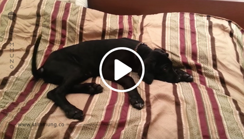 Video: Morgenmuffelige Dogge will nicht aufstehen.