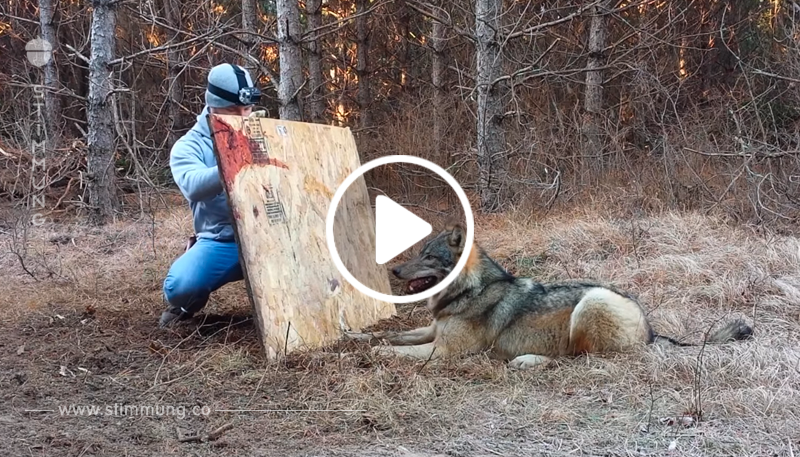 Der Jäger sah einen Wolf in einem Falleisen gefangen. Dann tat er das, was niemand riskieren würde!
