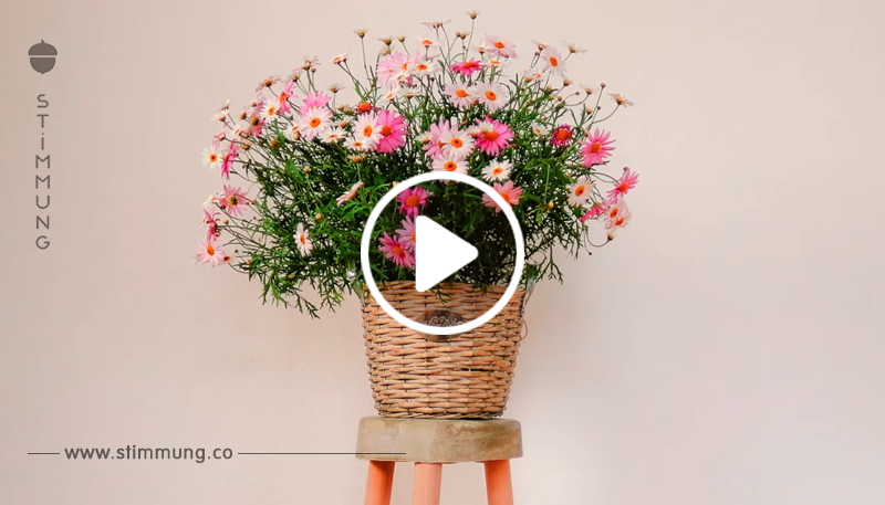 Heißen Sie den Frühling stilvoll willkommen: Dieser Trick lässt Ihre Blumen richtig zur Geltung kommen
