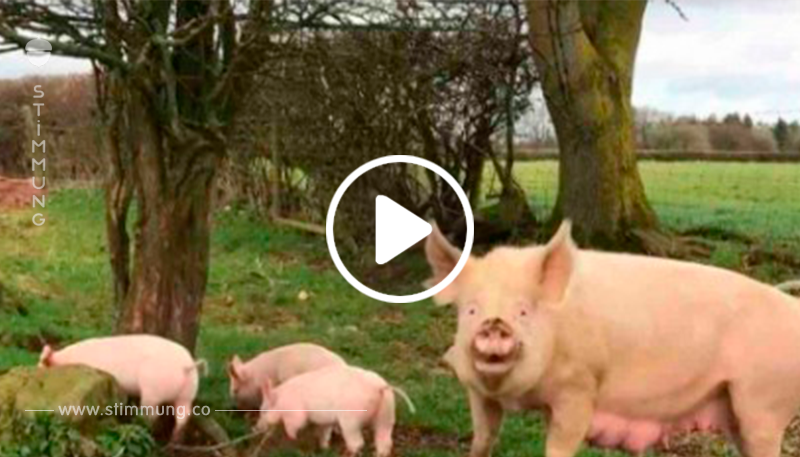 Diese Schweinefamilie hat noch nie Tageslicht gesehen – ihre Reaktion, als sie die Freiheit sehen, ist toll!