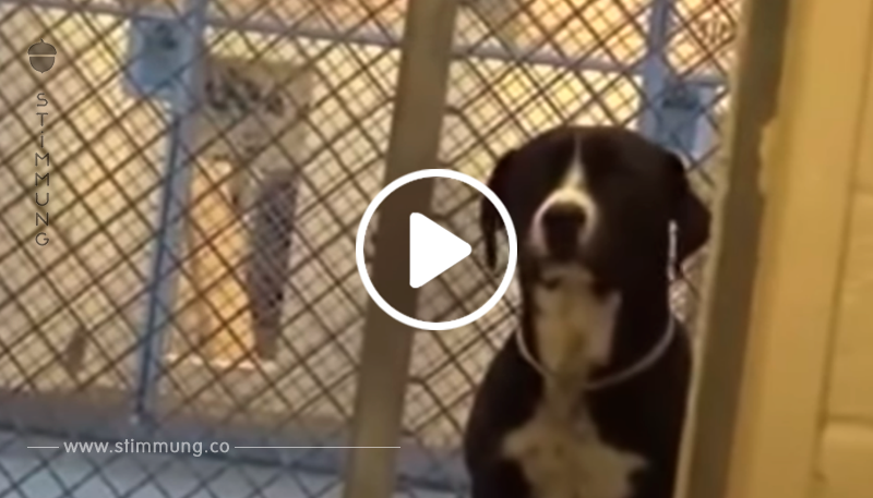 Der Hund ist traurig, als andere Hunde adoptiert werden – aber seht was passiert, wenn er an der Reihe ist!