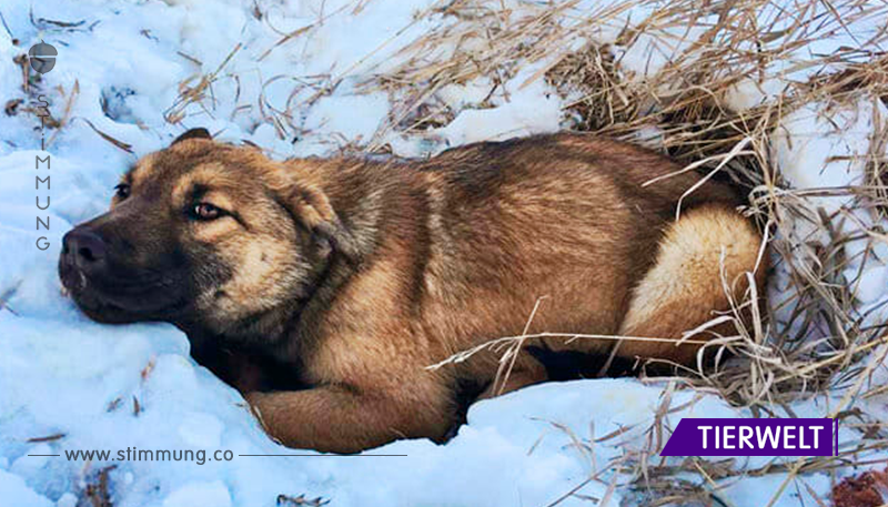 Fahrer überfährt Hund und lässt ihn 12 Stunden lang zum Sterben im Schnee zurück