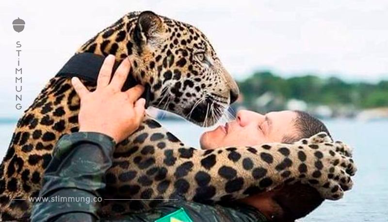 Soldaten haben einen ertrinkenden Jaguar gerettet. Er äußert seine Dankbarkeit