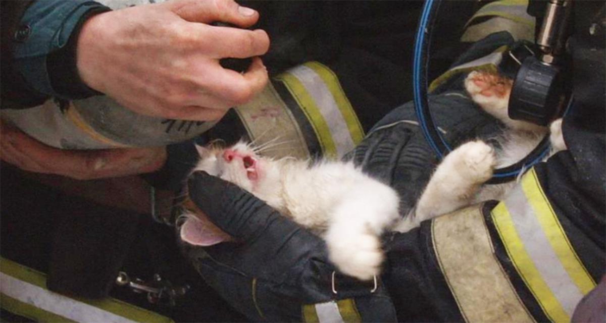 Feuerwehrmänner fanden eine Katze in einer Bräunungswohnung. Was sie taten, berührt zu Tränen ...