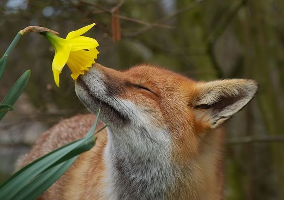 20 Fotos von Tieren, die an Blumen schnüffeln.