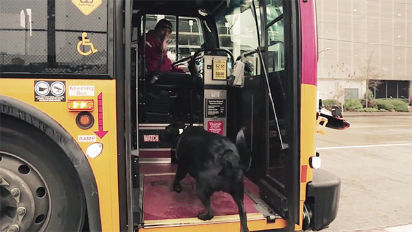 Jeden Tag springt dieser Hund alleine in den Bus, um in den Park zu gehen und zu spielen