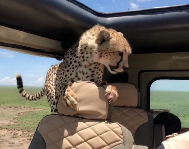 Video: Mann überlebt Zusammentreffen mit Gepard auf Safari.