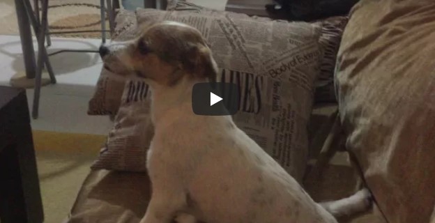Der Hund sieht sich einen Horrorfilm an – aber schau dir seine Reaktion an, als er sich erschreckt