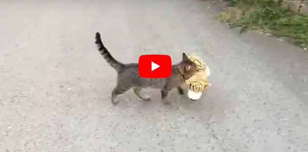 Diese Katze stiehlt das Plüschtier des Nachbarn – die Aufnahme zeigt den herzerwärmenden Grund