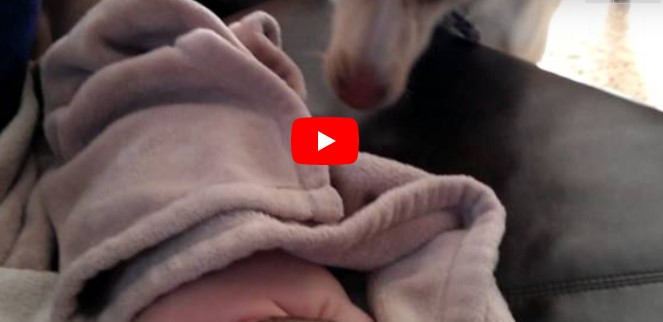 Hund schleicht sich heran, während das Baby schläft – was die Kamera filmt, verbreitet sich wie ein Lauffeuer