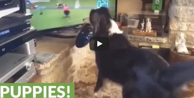 Dieser Hund sieht andere Hunde bei einem Hunderennen – seine Reaktion ist sehr süß