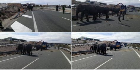 Elefanten trösten sich nach Unfall, der ihren Freund tötete.