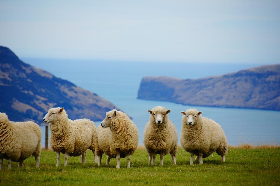Neuseeland erkennt ALLE Tiere als fühlende Wesen an!