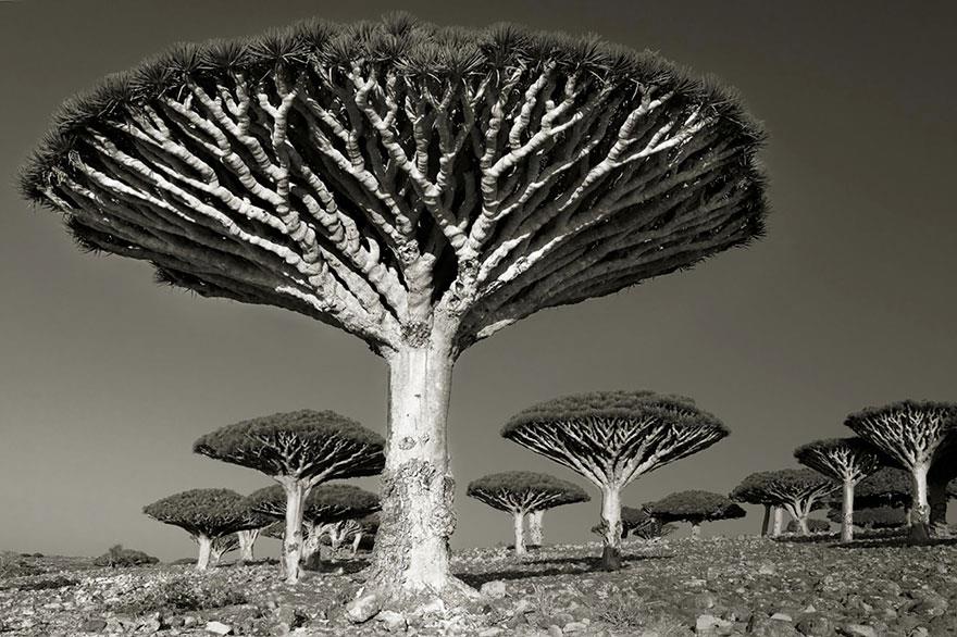Uralte Bäume: Diese Frau verbrachte 14 Jahre damit, die ältesten Bäume der Welt zu fotografieren