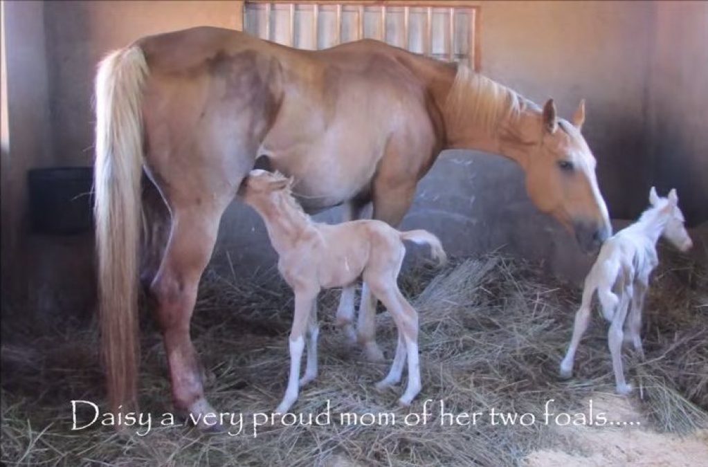 Das Mutter - Pferd sah sein neugeborenes Fohlen an ... Was dann passierte, überraschte buchstäblich alle.