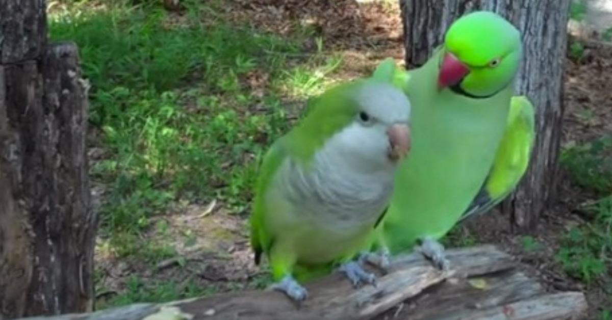 Der grüne Papagei flüstert dem anderen Vogel etwas zu. Was er dann bei 0:13 macht ist einfach zu süß!	