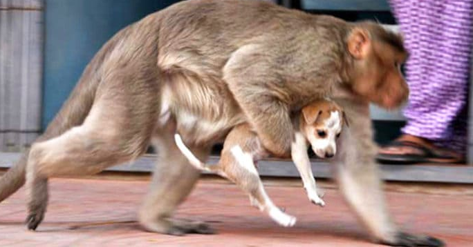 Affe entführt Welpen von der Straße und rennt weg – niemand konnte den Grund vorhersehen	