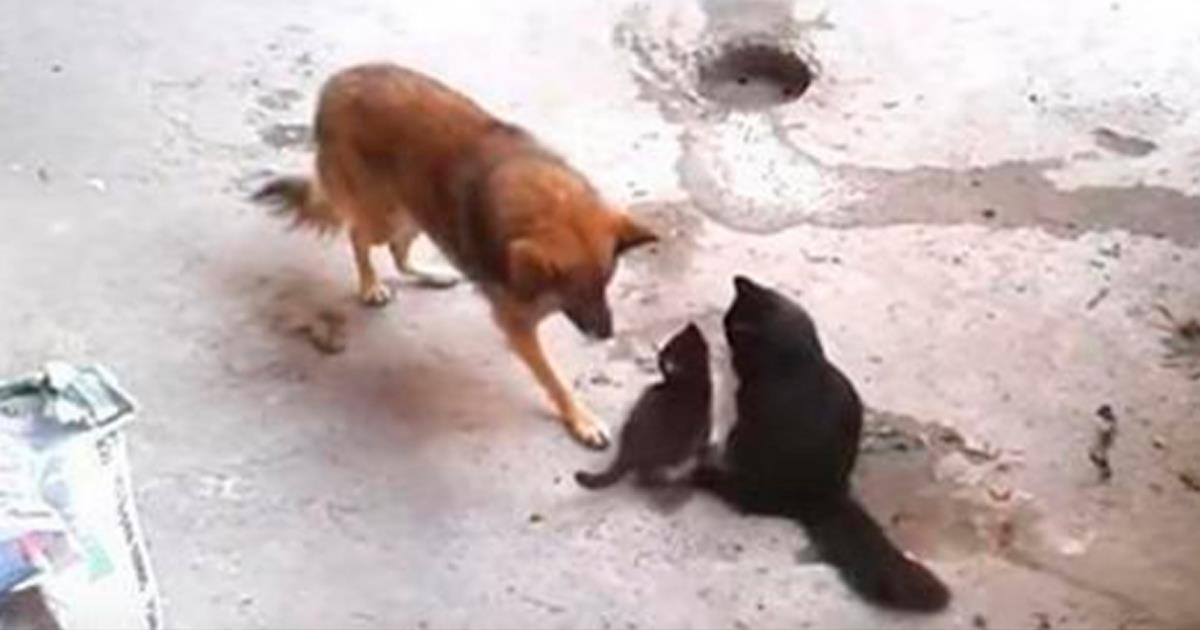Katzenmutter trifft auf einen Hund mit ihren kleinen Kätzchen – was dann passiert, fasziniert Millionen	