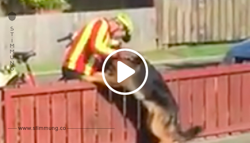 Postbote wird heimlich mit dem Schäferhund gefilmt – nun geht die Begegnung um die ganze Welt