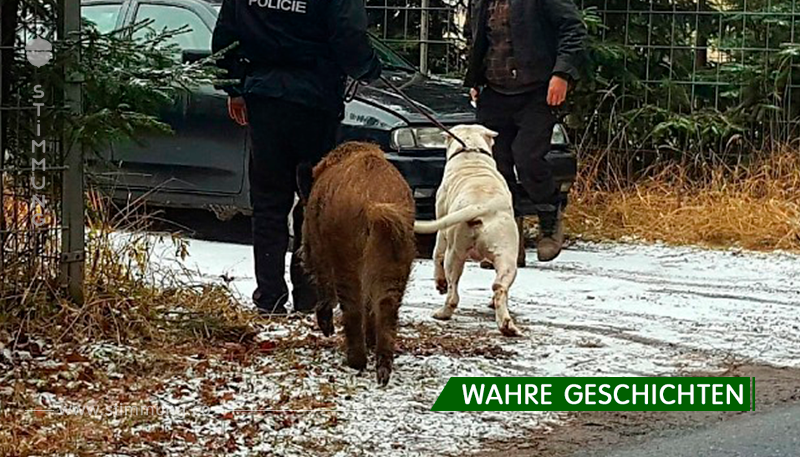 Das Wildschwein kam zum Polizeiwagen und verlangte, den Hund zu ihm zurückzubringen!