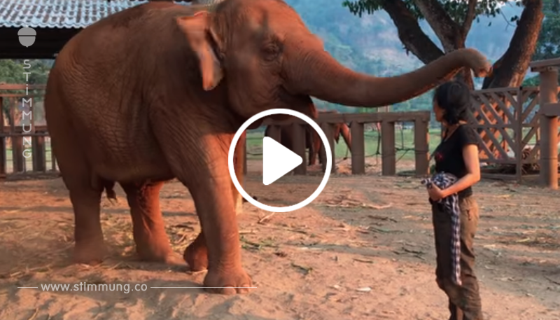 Die Frau singt für den Elefanten – seine Reaktion ist wirklich herzerwärmend