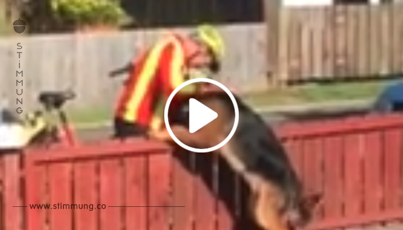 Der Besitzer filmt seinen Hund wie er den Postler begegnet – nun erobert das Video das Internet