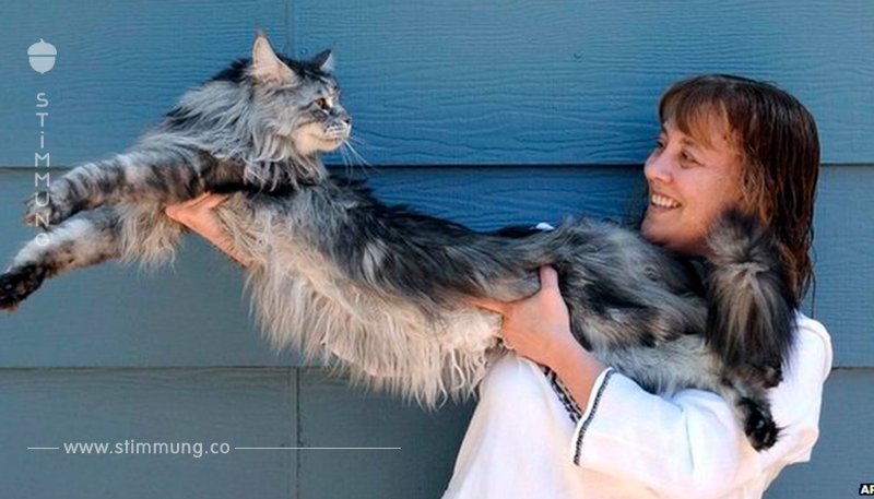 Beeindruckend: Maine-Coon-Katzen in wunderschönen Bildern.