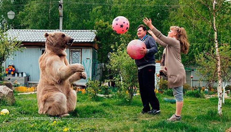 Das Ehepaar nimmt sich einen wilden Braunbären als Haustier. Nach 23 Jahren zeigt er seine Schokoladenseite beim Foto Shooting.
