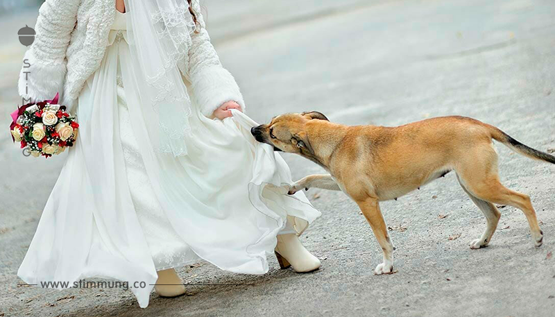 Niemand bei der Hochzeit weiß, was sie unter ihrem Kleid versteckt: Dann riecht der Hund und merkt, dass etwas sehr falsch ist