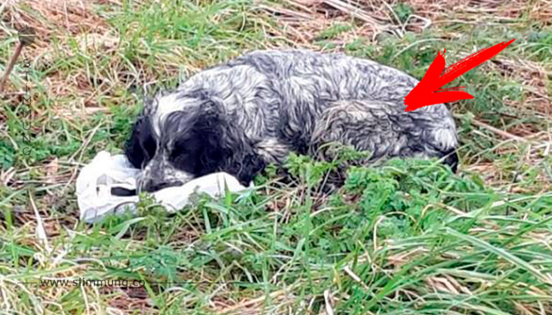 Radfahrer entdeckt einen Hund mit einer Plastiktüte im Maul – als er sie aufmacht, rutscht sein Herz in die Magengrube