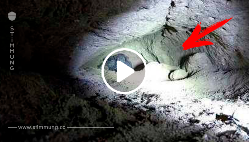 Der Mann findet 8 Welpen in einer Höhle – doch dann macht er eine überraschende Entdeckung