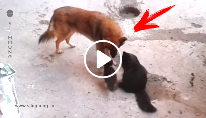 Die Katzenmutter trifft auf einen Hund mit ihren kleinen Kätzchen – was dann passiert, fasziniert Millionen