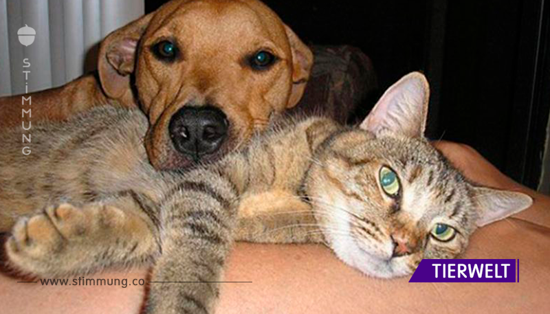 12+ Bilder von Katzen und Hunden, aus denen die Seele warm wird
