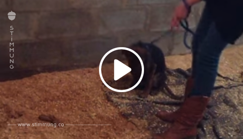 Die Besitzer wollten den Welpen töten, weil er nicht spielen wollte – dann entdeckt der Tierarzt die Wahrheit